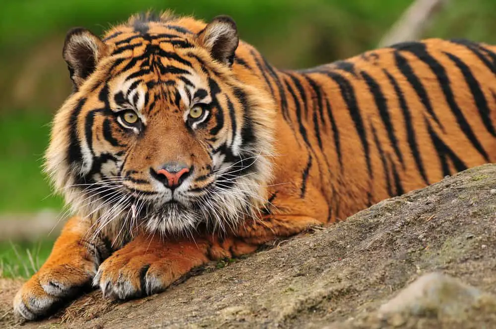 10 Things You Need To Know About Bengal Tigers